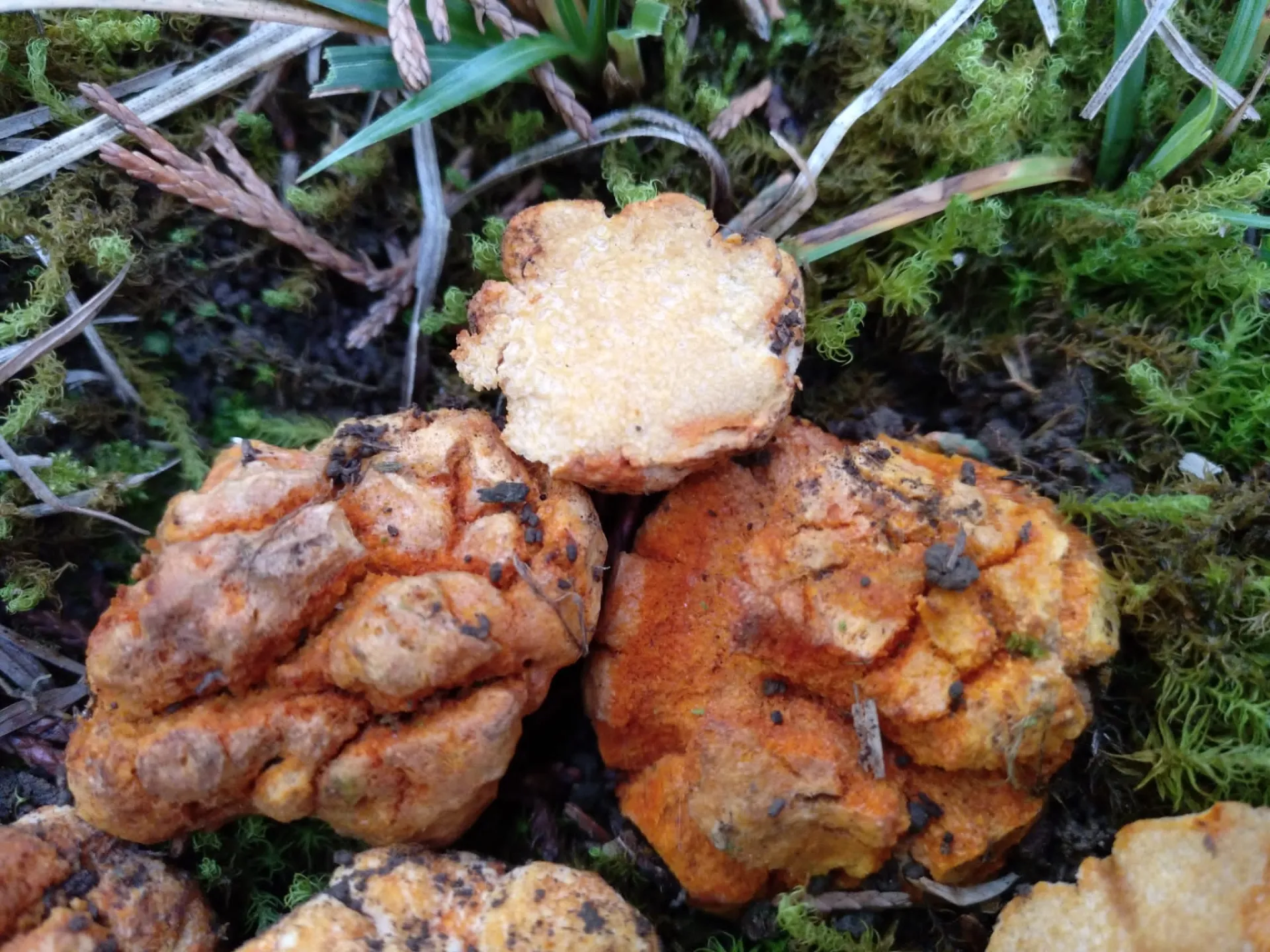 Hydnangium aurantiacum-amurrio-19-12-22 (3)